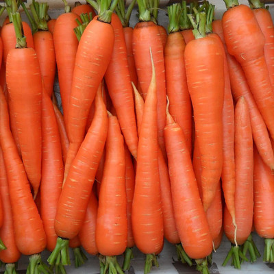 CYBEXIS NDIR-68 - Carrot for Planting - (250 Seeds) Seed(250 per packet)
