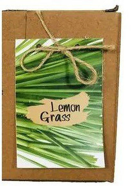VibeX VVI-72 - Lemon Grass Cymbopogon Flexuosus - (250 Seeds) Seed(250 per packet)