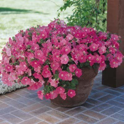 CYBEXIS XLL-69 - Petunia Pink Flower - (180 Seeds) Seed(180 per packet)