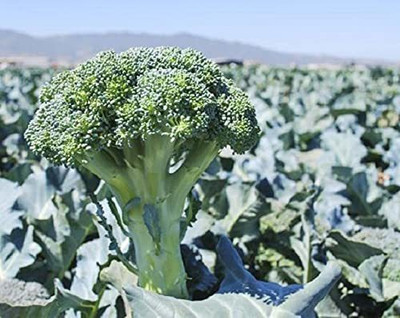 CYBEXIS VVI-72 - Green Magic Broccoli - (450 Seeds) Seed(450 per packet)