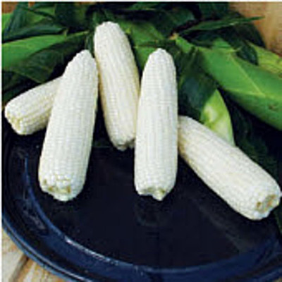 WILLVINE GBPUT -VII F1 Hybrid HQPM-5 Sweet Corn -[500g] Seed(2000 per packet)