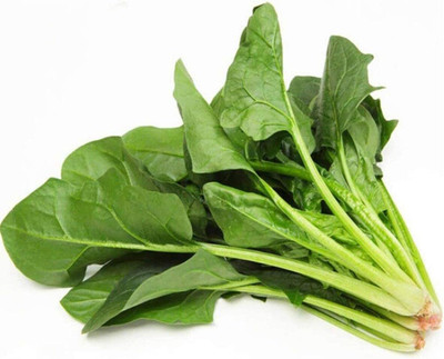 KNESSiN Spinach Seed(1250 per packet)