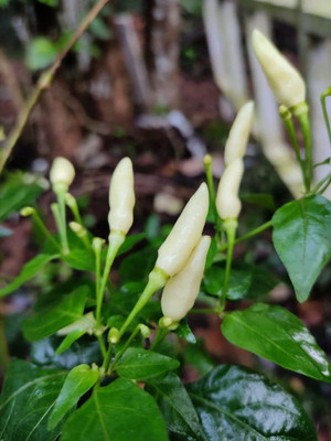 KANAYA Moti Mirch/Pepper Green Hybrid Seed(120 per packet)