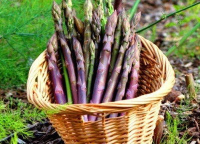 CYBEXIS Good Germination Seeds of Vegetable Asparagus D'argenteuil400 Seeds Seed(400 per packet)