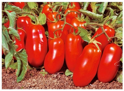 Quentova HIGH QUALITY - CHINESE TOMATO-LTK-7D Seed(200 per packet)