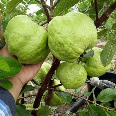 Aywal Red Guava/Amrud/Amrood Fruit Seed(35 per packet)