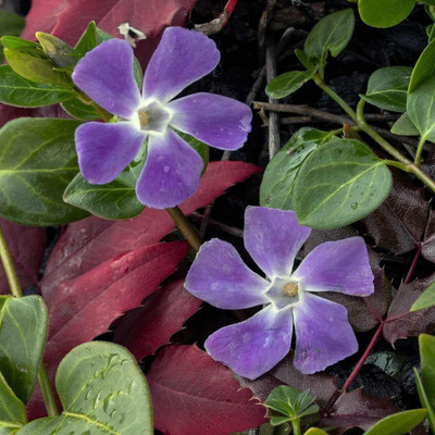 Lorvox Vinca flower all colours Seed(40 per packet)