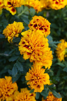 shayama marigold/gende ka phool flower seeds Seed(25 per packet)