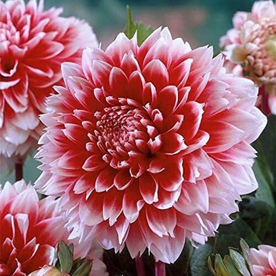 Aywal Mixed Color and Hybrid Flower Seed(7 g)