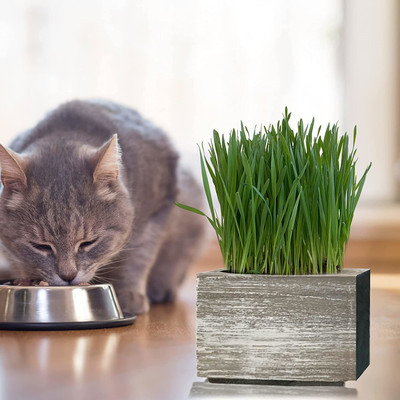 CYBEXIS GBPUT-61 - Wheatgrass - Non GMO - (2500 Seeds) Seed(2500 per packet)