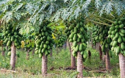 BDSresolve Sweet papaya seeds pack of 39 Seed(39 per packet)