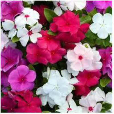 ibains Vinca mixed flower seeds garden pack Seed(43 per packet)