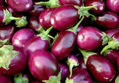 Cloud Farm Brinjal Seed(50 per packet)