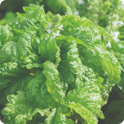 VibeX ® XLR-39 Basil,Lettuce Leaf seeds Seed(1000 per packet)