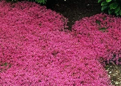 VibeX ® XLR-106 Mix Creeping Thyme Seeds Seed(200 per packet)