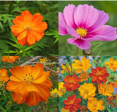 ibains Cosmos seed for planting 10 Seed(10 per packet)