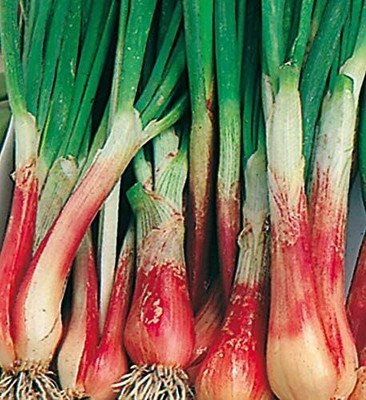 KNESSiN Spring Onion Holland Red Seed(200 per packet)