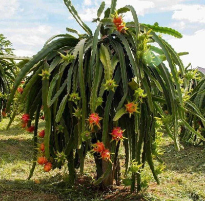 Oliver HIGH Quallity F1 hybrid Dragon fruit sees Seed(175 per packet)