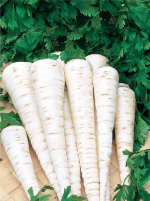 Qualtivate KGF -192 Parsley Sugar Root Seeds Seed(500 per packet)