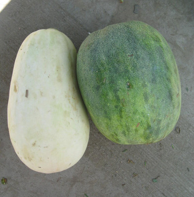 UGRA Snap Melon Momordica / Phoota Seed(30 per packet)