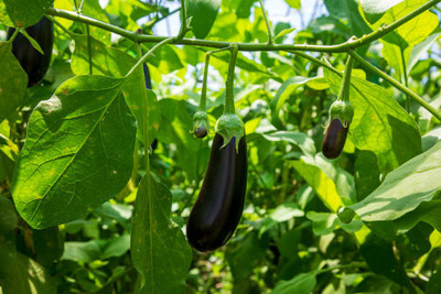 Kodali Hybrid F1 Brinjal Seeds Pack Of 55 Seed(55 per packet)
