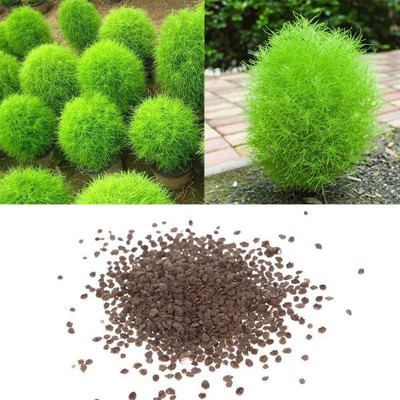 BDSresolve Kochia seeds,kochia seeds for garden/Kochia seeds 57 Seed(57 per packet)