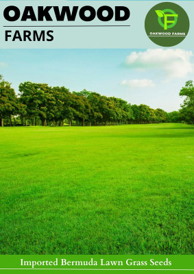Oakwood Farms ® Imported Bermuda Lawn Grass Seeds For Your Home Garden Seed(100 per packet)
