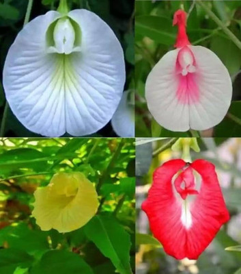 Greenfall Aparajita Seeds, Double Mixed Colors, Clitoria Ternatea (24 Per Packet) Seed(20 per packet)