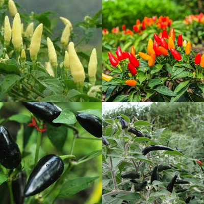 ibains Chilli plant seeds 420 Seed(420 per packet)