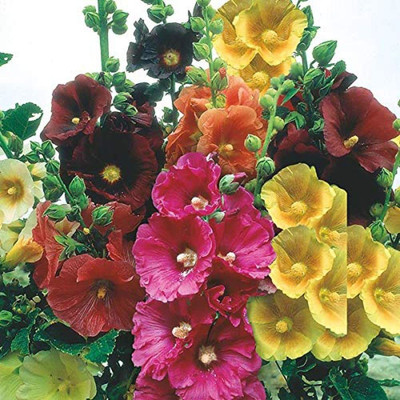Lorvox Hollyhock Hybrid Seed(80 per packet)