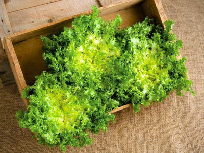 VibeX ® XLR-498 Endive Lettuce Yellow Heart Curly Frisee Seed(200 per packet)
