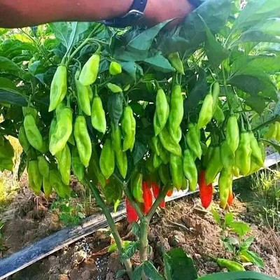 KUSH Hybrid Bullet Chilli Seed(100 per packet)
