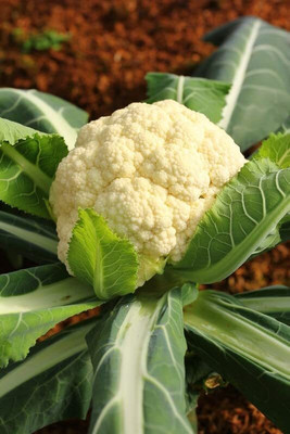 Aywal F1 Hybrid Early Maturing Cauliflower Seed(250 per packet)