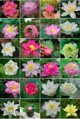 AloGardening Mixed Colour lotus Seed Per Packet- 22 Pc Seed(22 per packet)