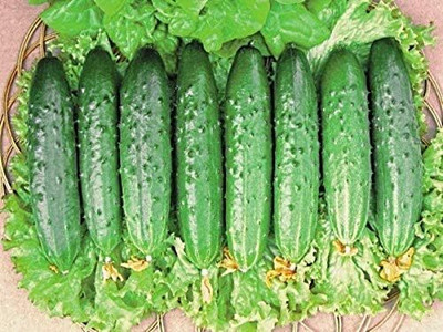 Qualtivate RES-9A Indoor Cucumber Zozula Self-Pollinating Seed(300 per packet)