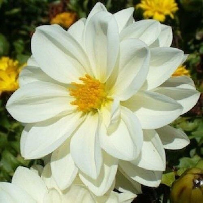 LPR DAHLIA Seed(20 per packet)