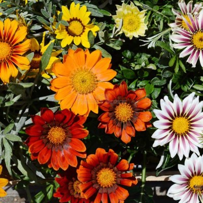 Mozette Exotic gazania Seed(13 per packet)