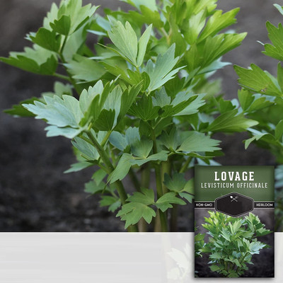 CYBEXIS VVI-55 - Lovage Herb - (2250 Seeds) Seed(2250 per packet)