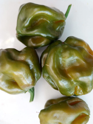 CYBEXIS Fast Germination MORUGA RED-Trinidad Scorpion Green600 Seeds Seed(600 per packet)