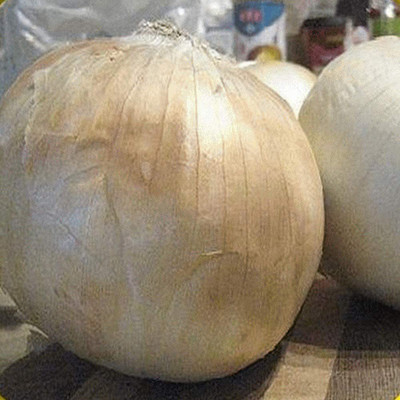 VibeX ® RXI-417 White Sweet Spanish Onion Seeds Seed(1000 per packet)