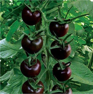 KANAYA Black Tomato F1 Hybrid Heirloom Vegetable Home/Garden Seed(20 per packet)