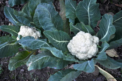 Aro white cauliflower,gobhee seeds Seed(10 per packet)