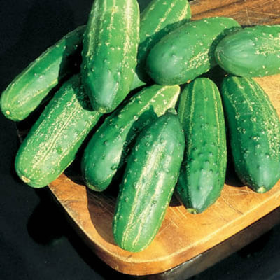 WHYGI Cucumber Sweet Success F1 Seed-CuC_643 Seed(100 per packet)