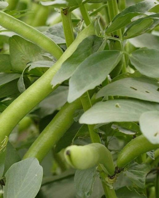 Avysa Organic Bakla,Broad Bean Seed(25 per packet)