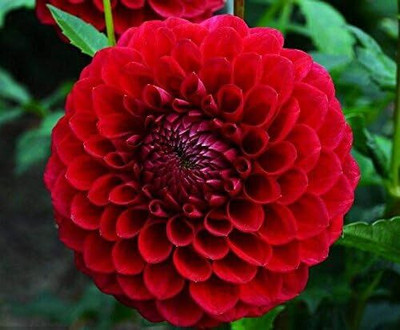 LPR DAHLIA Seed(25 per packet)