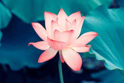 Tastism lotus,kamal gatta Seed(11 per packet)