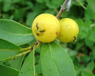 MAA Guava Seed(240 per packet)