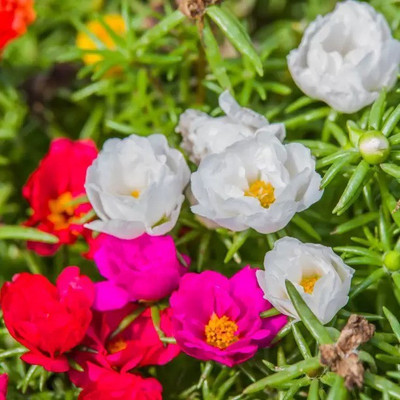 Aro Portulaca Seed(260 per packet)