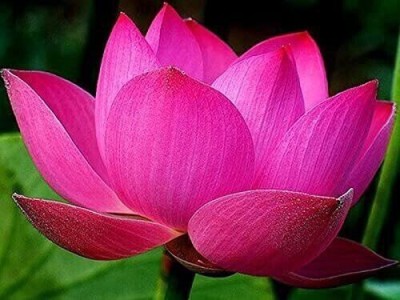 SS ONLINE Lotus Flower Seed(15 per packet)