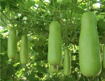 UGRA Indian Bottle Gourd Seed(20 per packet)